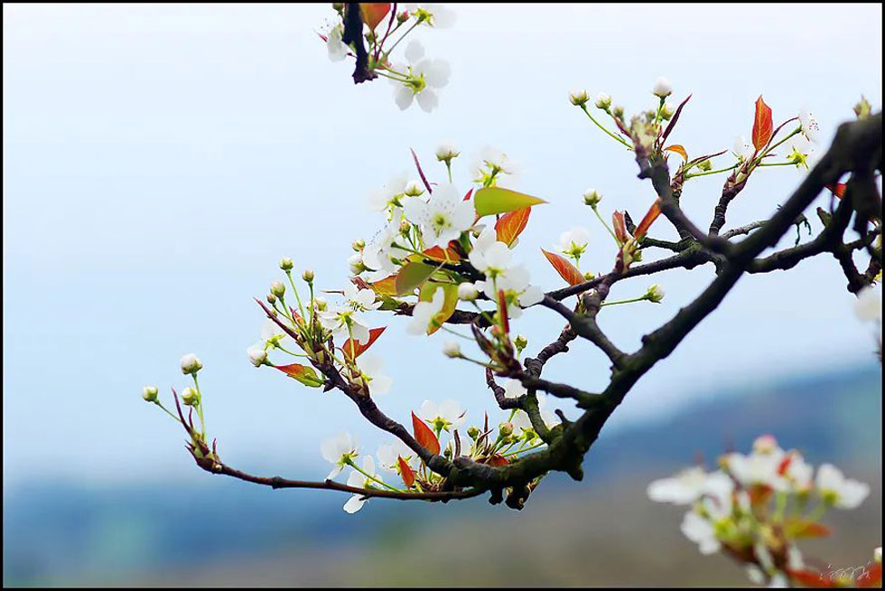 【春天，广西桂林灌阳县向您发出邀请！】我们在灌阳看梨花 - 游山玩水 - 铁岭生活社区 - 铁岭28生活网 tl.28life.com