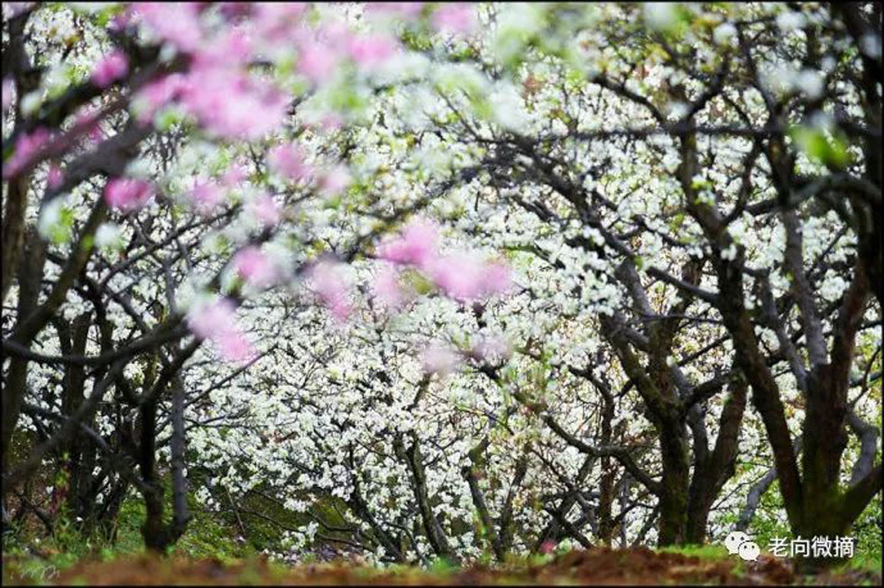 【春天，广西桂林灌阳县向您发出邀请！】我们在灌阳看梨花 - 游山玩水 - 铁岭生活社区 - 铁岭28生活网 tl.28life.com