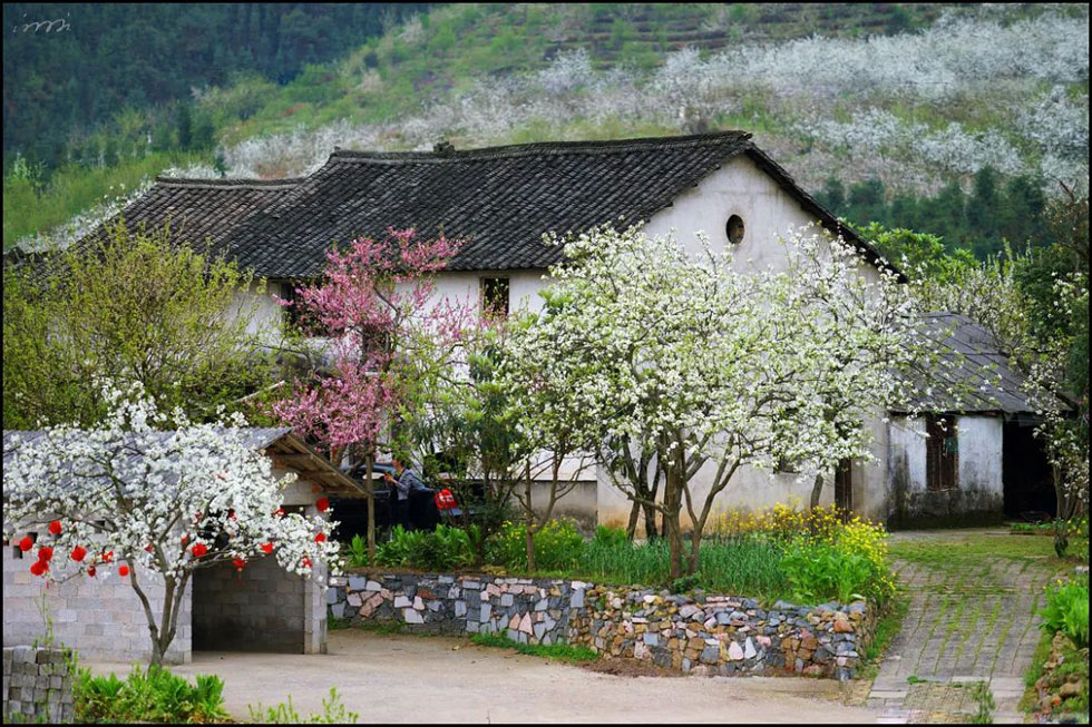 【春天，广西桂林灌阳县向您发出邀请！】我们在灌阳看梨花 - 游山玩水 - 铁岭生活社区 - 铁岭28生活网 tl.28life.com