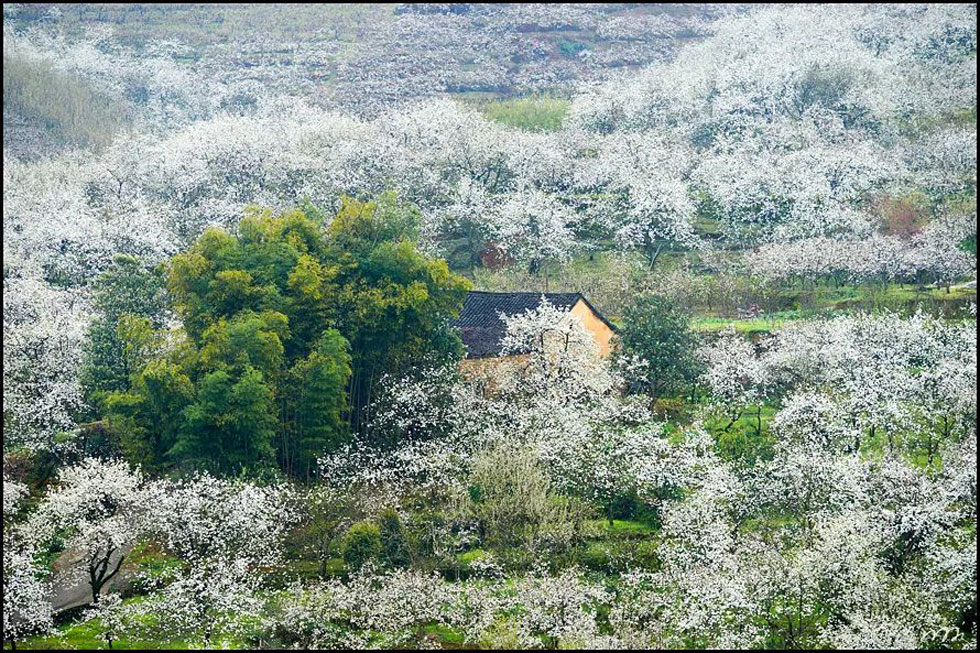 【春天，广西桂林灌阳县向您发出邀请！】我们在灌阳看梨花 - 游山玩水 - 铁岭生活社区 - 铁岭28生活网 tl.28life.com