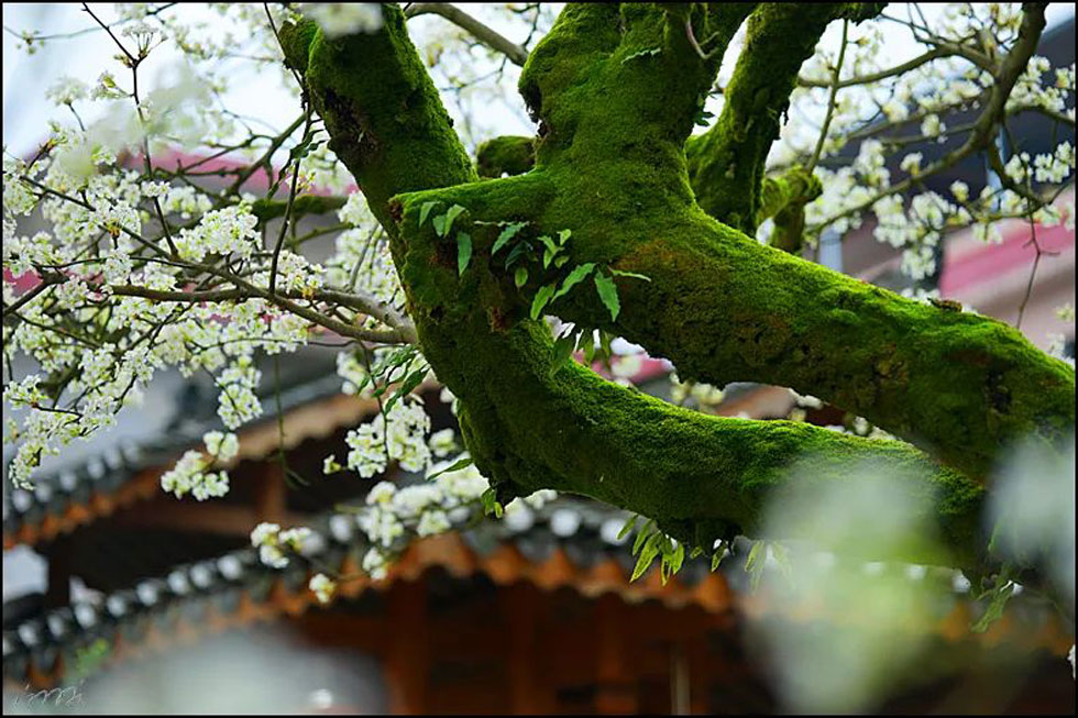 【春天，广西桂林灌阳县向您发出邀请！】我们在灌阳看梨花 - 游山玩水 - 铁岭生活社区 - 铁岭28生活网 tl.28life.com