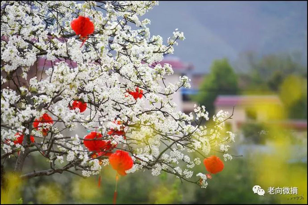 【春天，广西桂林灌阳县向您发出邀请！】我们在灌阳看梨花 - 游山玩水 - 铁岭生活社区 - 铁岭28生活网 tl.28life.com