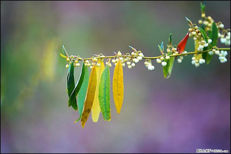 【春天，广西桂林灌阳县向您发出邀请！】米珠山前有片山苍子花在飘香 - 游山玩水 - 铁岭生活社区 - 铁岭28生活网 tl.28life.com