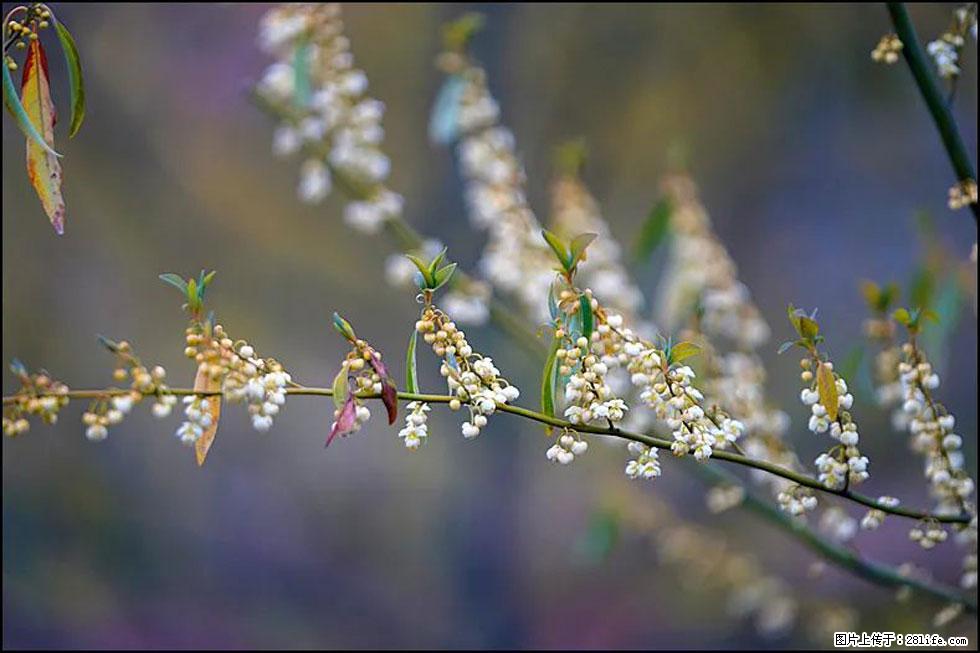 【春天，广西桂林灌阳县向您发出邀请！】米珠山前有片山苍子花在飘香 - 游山玩水 - 铁岭生活社区 - 铁岭28生活网 tl.28life.com