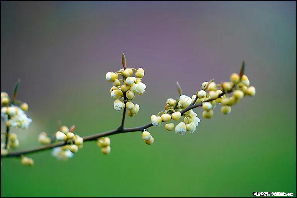 【春天，广西桂林灌阳县向您发出邀请！】米珠山前有片山苍子花在飘香 - 游山玩水 - 铁岭生活社区 - 铁岭28生活网 tl.28life.com