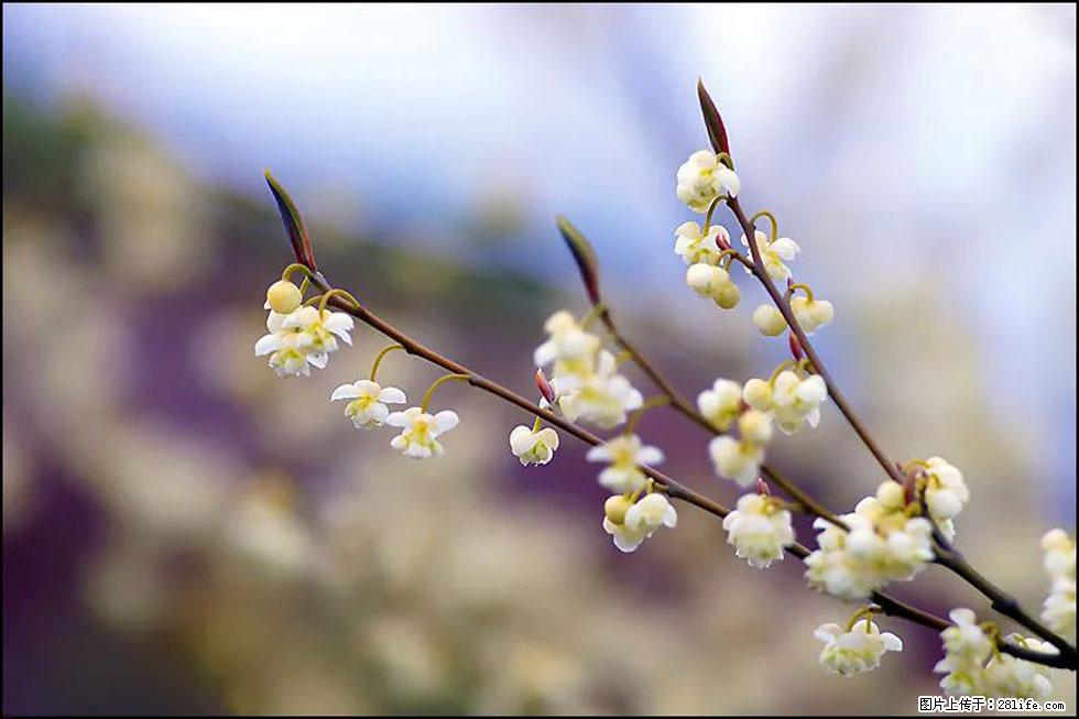【春天，广西桂林灌阳县向您发出邀请！】米珠山前有片山苍子花在飘香 - 游山玩水 - 铁岭生活社区 - 铁岭28生活网 tl.28life.com