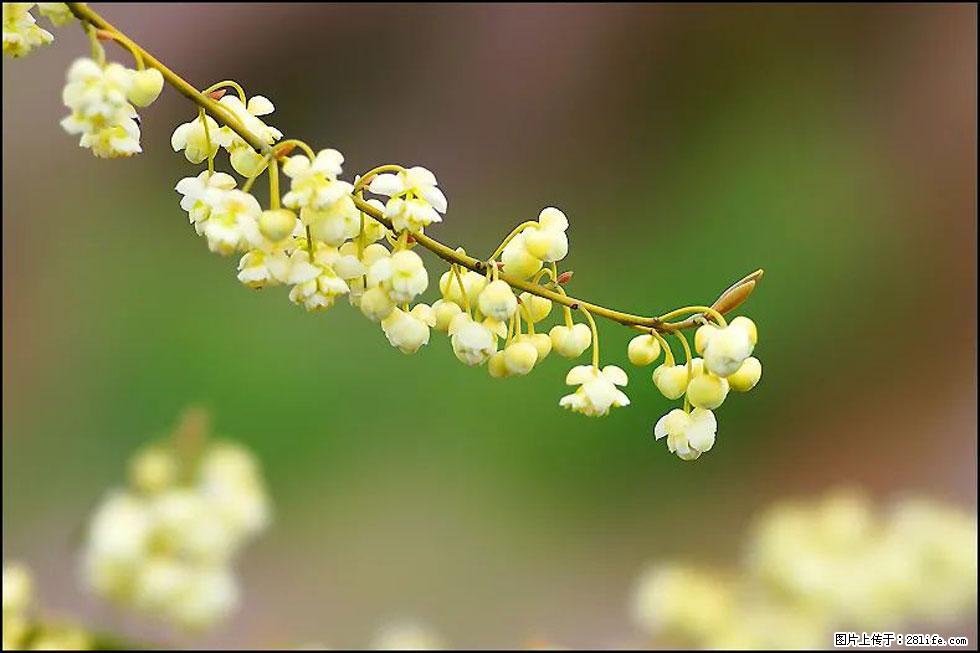 【春天，广西桂林灌阳县向您发出邀请！】米珠山前有片山苍子花在飘香 - 游山玩水 - 铁岭生活社区 - 铁岭28生活网 tl.28life.com