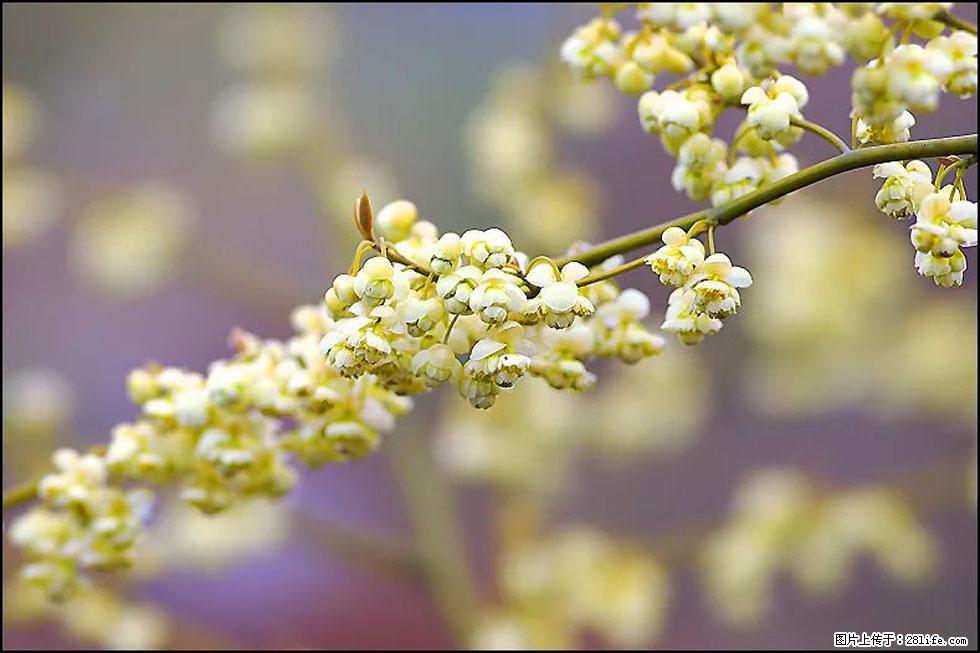 【春天，广西桂林灌阳县向您发出邀请！】米珠山前有片山苍子花在飘香 - 游山玩水 - 铁岭生活社区 - 铁岭28生活网 tl.28life.com