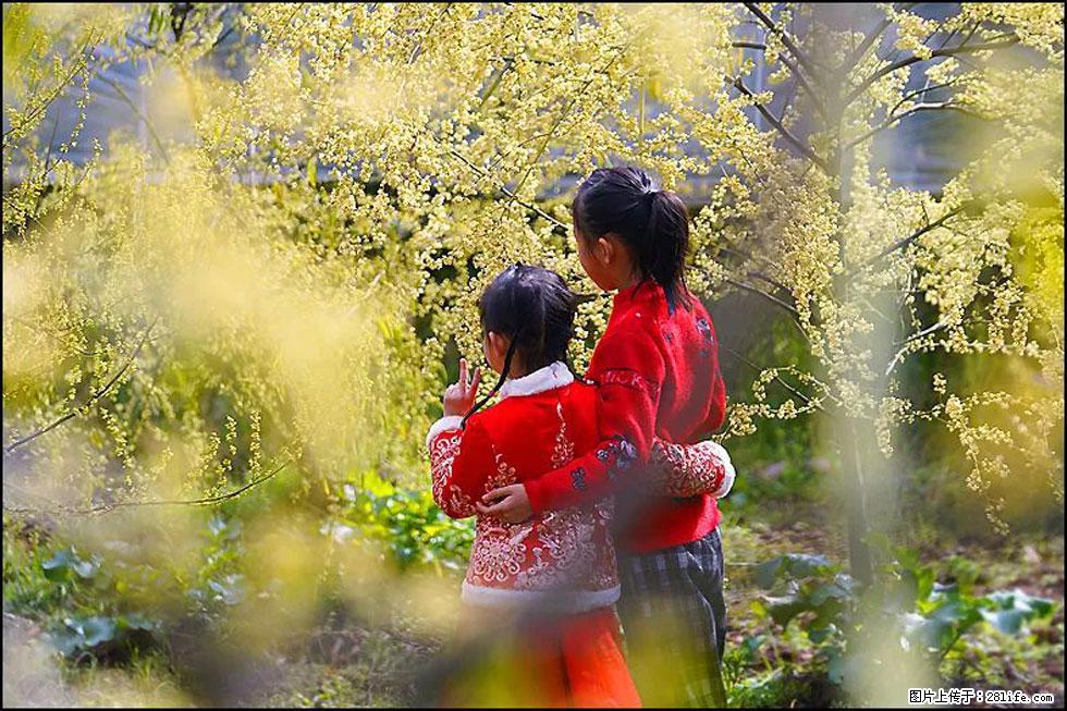 【春天，广西桂林灌阳县向您发出邀请！】米珠山前有片山苍子花在飘香 - 游山玩水 - 铁岭生活社区 - 铁岭28生活网 tl.28life.com