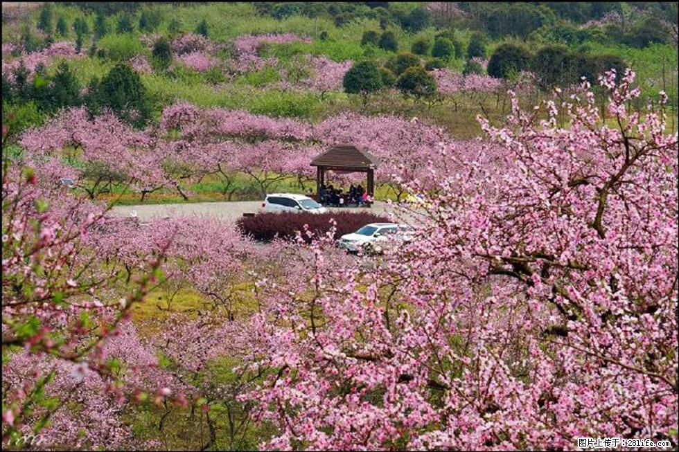【春天，广西桂林灌阳县向您发出邀请！】官庄村有个醉美的桃花园 - 游山玩水 - 铁岭生活社区 - 铁岭28生活网 tl.28life.com