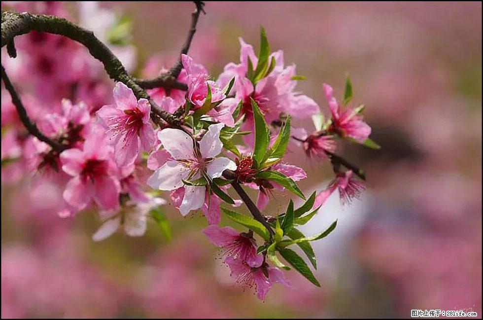 【春天，广西桂林灌阳县向您发出邀请！】官庄村有个醉美的桃花园 - 游山玩水 - 铁岭生活社区 - 铁岭28生活网 tl.28life.com