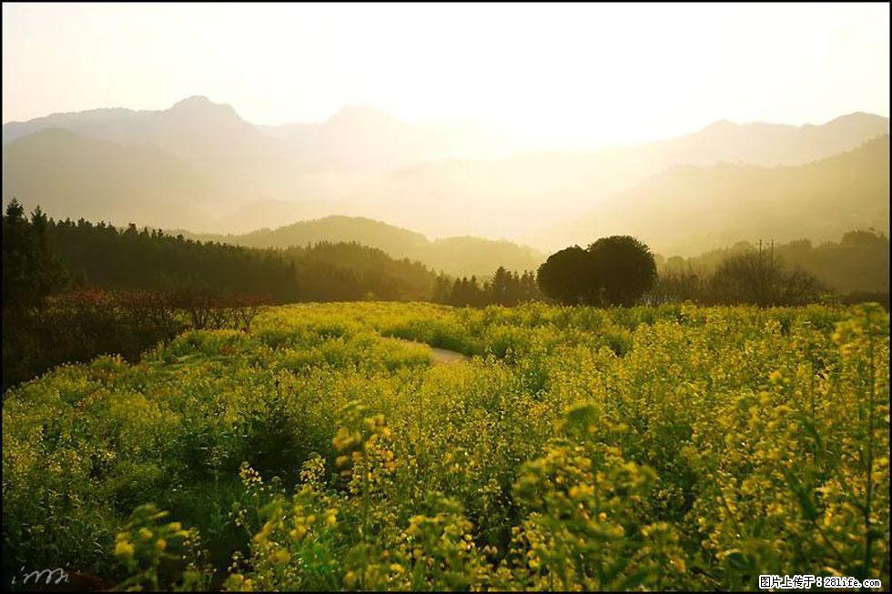 【春天，广西桂林灌阳县向您发出邀请！】长坪村油菜盛情花开 - 游山玩水 - 铁岭生活社区 - 铁岭28生活网 tl.28life.com
