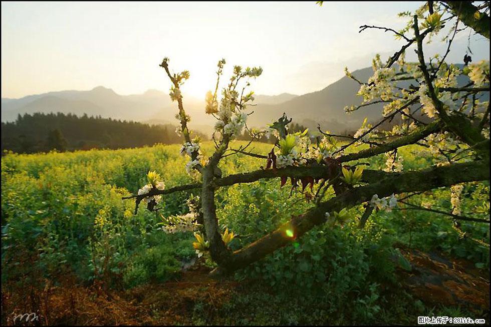 【春天，广西桂林灌阳县向您发出邀请！】长坪村油菜盛情花开 - 游山玩水 - 铁岭生活社区 - 铁岭28生活网 tl.28life.com