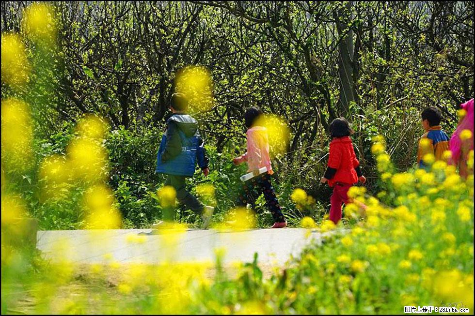 【春天，广西桂林灌阳县向您发出邀请！】长坪村油菜盛情花开 - 游山玩水 - 铁岭生活社区 - 铁岭28生活网 tl.28life.com