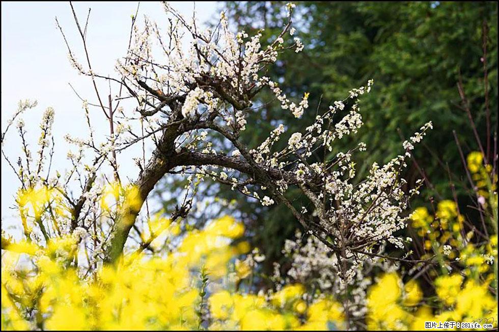 【春天，广西桂林灌阳县向您发出邀请！】长坪村油菜盛情花开 - 游山玩水 - 铁岭生活社区 - 铁岭28生活网 tl.28life.com