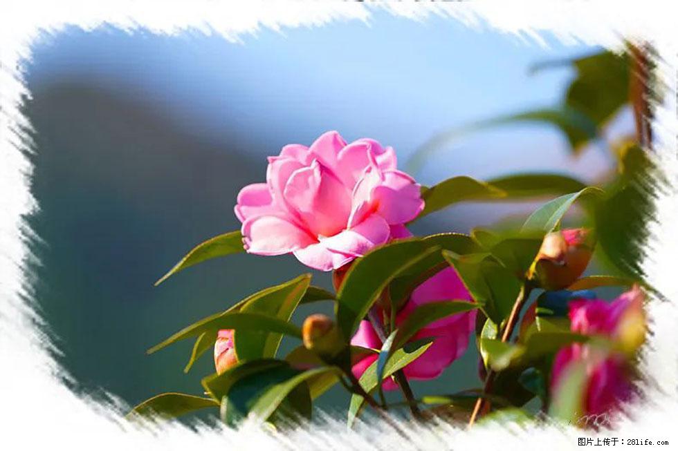 【春天，广西桂林灌阳县向您发出邀请！】杨柳井茶花惹人爱 - 游山玩水 - 铁岭生活社区 - 铁岭28生活网 tl.28life.com