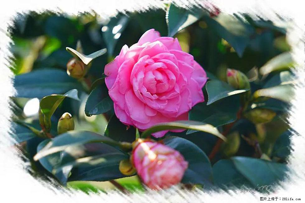 【春天，广西桂林灌阳县向您发出邀请！】杨柳井茶花惹人爱 - 游山玩水 - 铁岭生活社区 - 铁岭28生活网 tl.28life.com