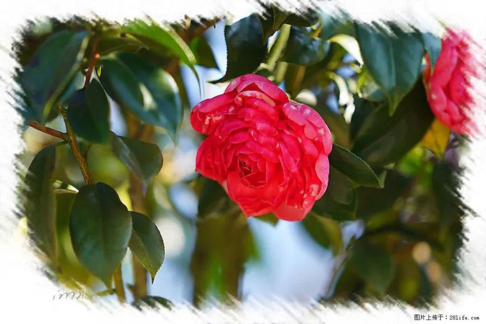 【春天，广西桂林灌阳县向您发出邀请！】杨柳井茶花惹人爱 - 游山玩水 - 铁岭生活社区 - 铁岭28生活网 tl.28life.com