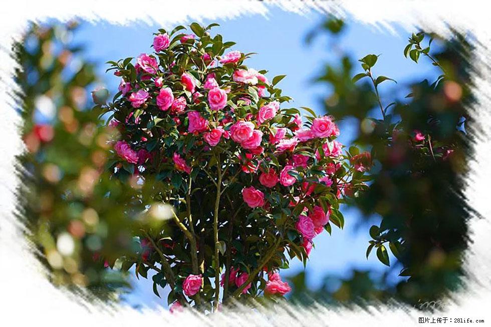 【春天，广西桂林灌阳县向您发出邀请！】杨柳井茶花惹人爱 - 游山玩水 - 铁岭生活社区 - 铁岭28生活网 tl.28life.com