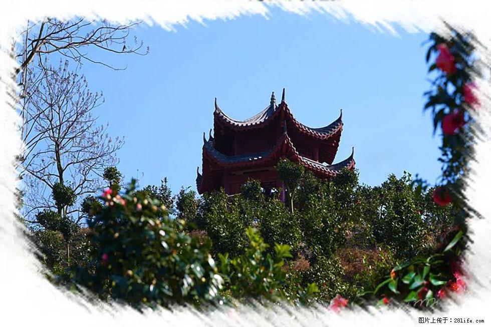 【春天，广西桂林灌阳县向您发出邀请！】杨柳井茶花惹人爱 - 游山玩水 - 铁岭生活社区 - 铁岭28生活网 tl.28life.com