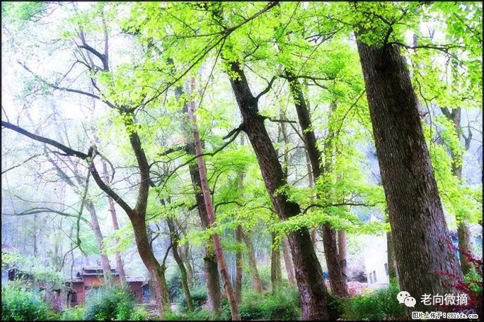 【春天,广西桂林灌阳县向您发出邀请!】在小龙村与春天约会 - 游山玩水 - 铁岭生活社区 - 铁岭28生活网 tl.28life.com