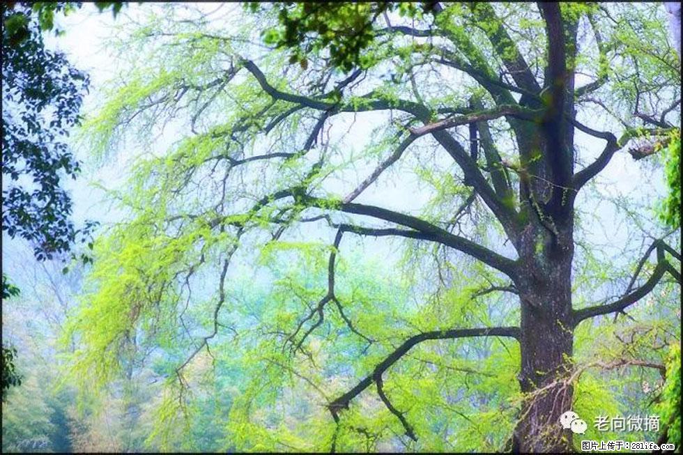 【春天,广西桂林灌阳县向您发出邀请!】在小龙村与春天约会 - 游山玩水 - 铁岭生活社区 - 铁岭28生活网 tl.28life.com