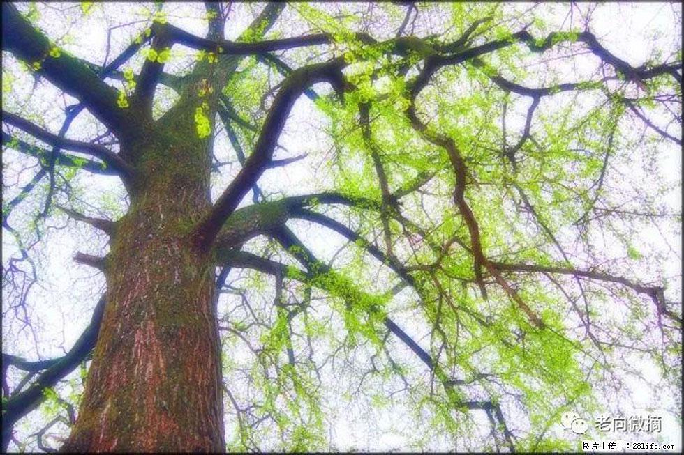 【春天,广西桂林灌阳县向您发出邀请!】在小龙村与春天约会 - 游山玩水 - 铁岭生活社区 - 铁岭28生活网 tl.28life.com