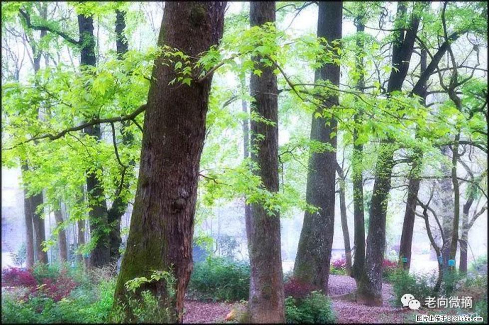 【春天,广西桂林灌阳县向您发出邀请!】在小龙村与春天约会 - 游山玩水 - 铁岭生活社区 - 铁岭28生活网 tl.28life.com