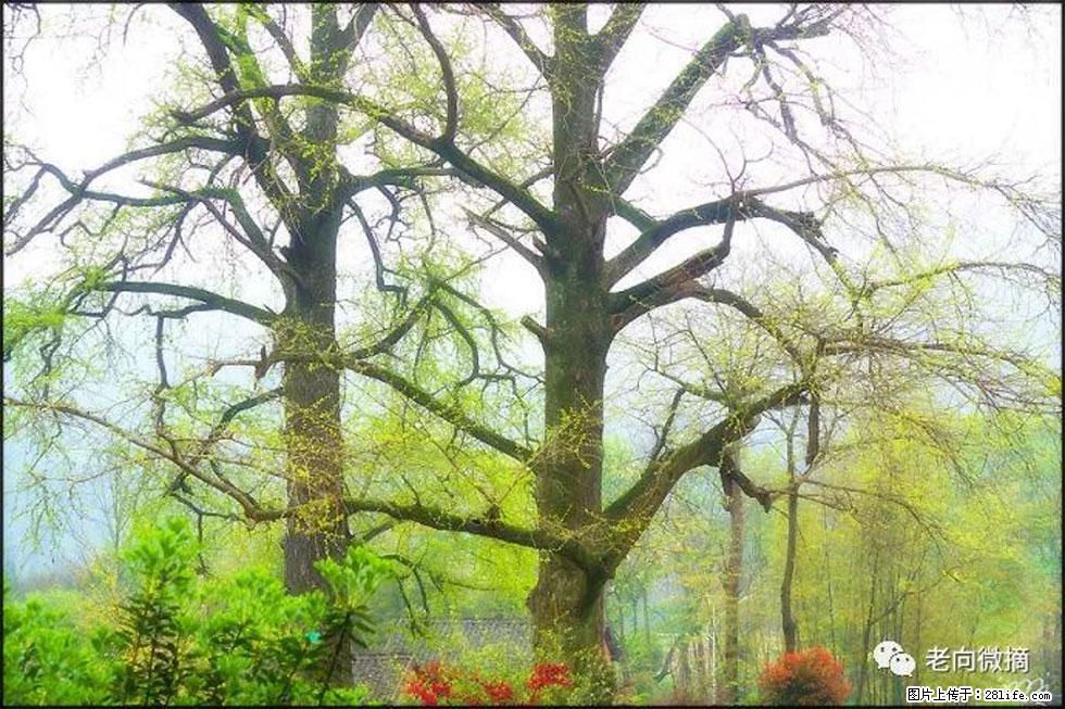 【春天,广西桂林灌阳县向您发出邀请!】在小龙村与春天约会 - 游山玩水 - 铁岭生活社区 - 铁岭28生活网 tl.28life.com