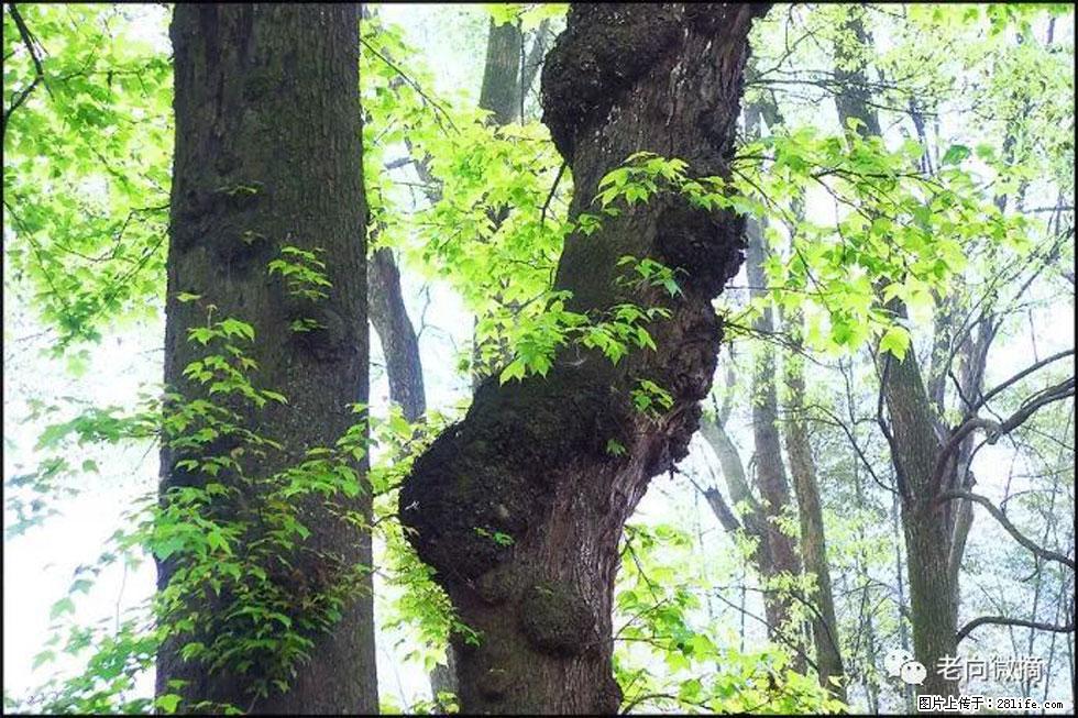 【春天,广西桂林灌阳县向您发出邀请!】在小龙村与春天约会 - 游山玩水 - 铁岭生活社区 - 铁岭28生活网 tl.28life.com