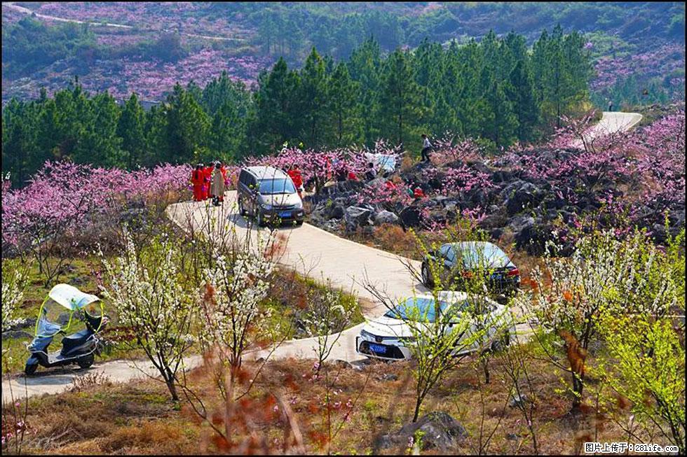 【春天,广西桂林灌阳县向您发出邀请!】望月岭上桃花开 - 游山玩水 - 铁岭生活社区 - 铁岭28生活网 tl.28life.com
