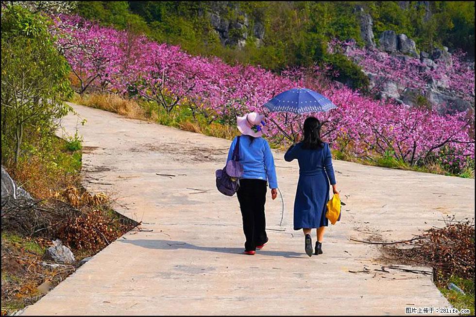 【春天,广西桂林灌阳县向您发出邀请!】望月岭上桃花开 - 游山玩水 - 铁岭生活社区 - 铁岭28生活网 tl.28life.com