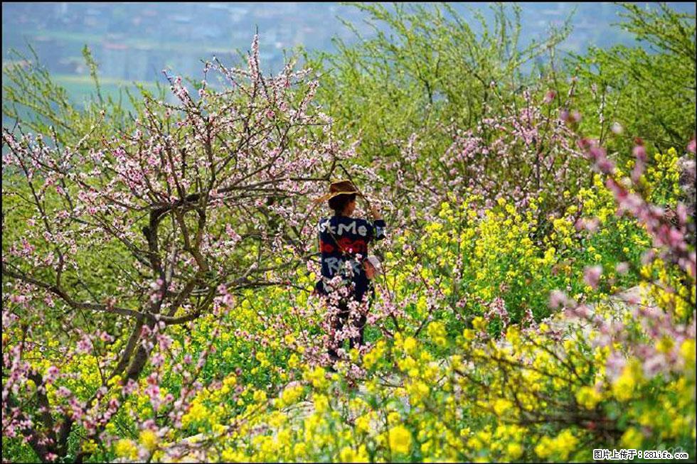 【春天,广西桂林灌阳县向您发出邀请!】望月岭上桃花开 - 游山玩水 - 铁岭生活社区 - 铁岭28生活网 tl.28life.com