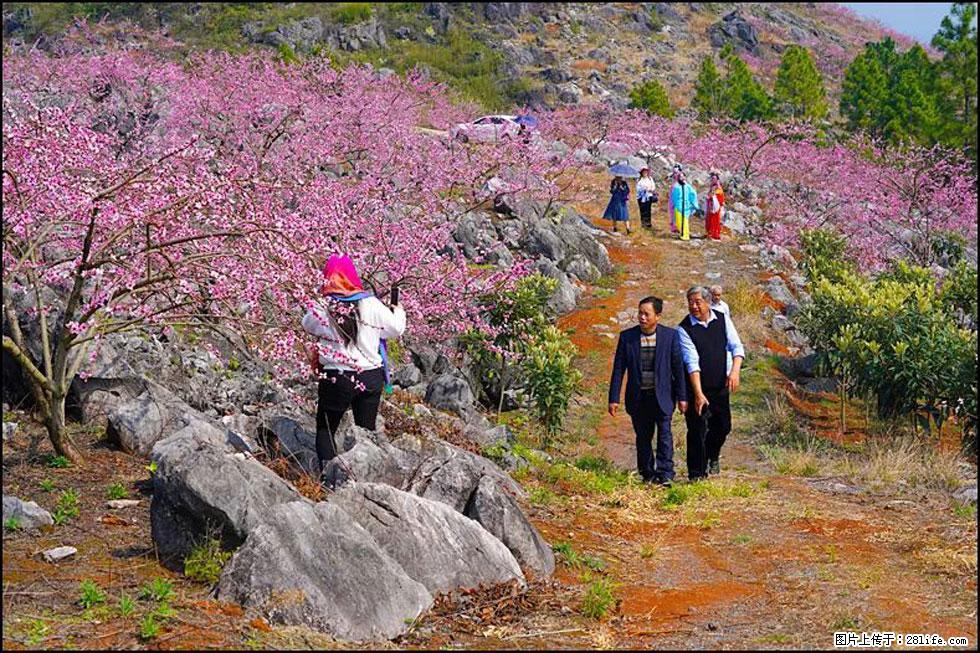 【春天,广西桂林灌阳县向您发出邀请!】望月岭上桃花开 - 游山玩水 - 铁岭生活社区 - 铁岭28生活网 tl.28life.com