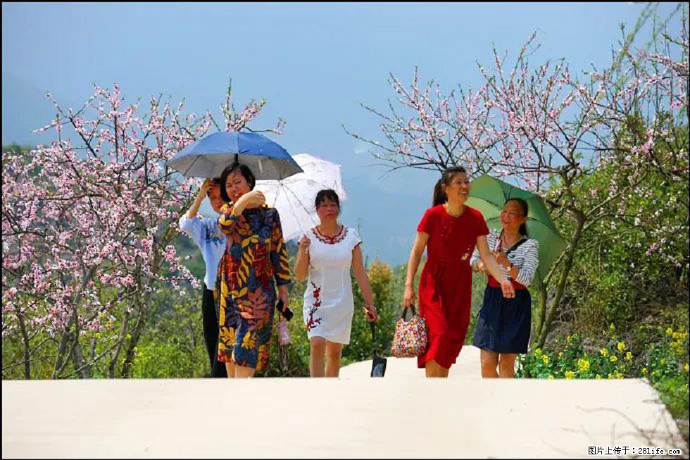 【春天,广西桂林灌阳县向您发出邀请!】望月岭上桃花开 - 游山玩水 - 铁岭生活社区 - 铁岭28生活网 tl.28life.com