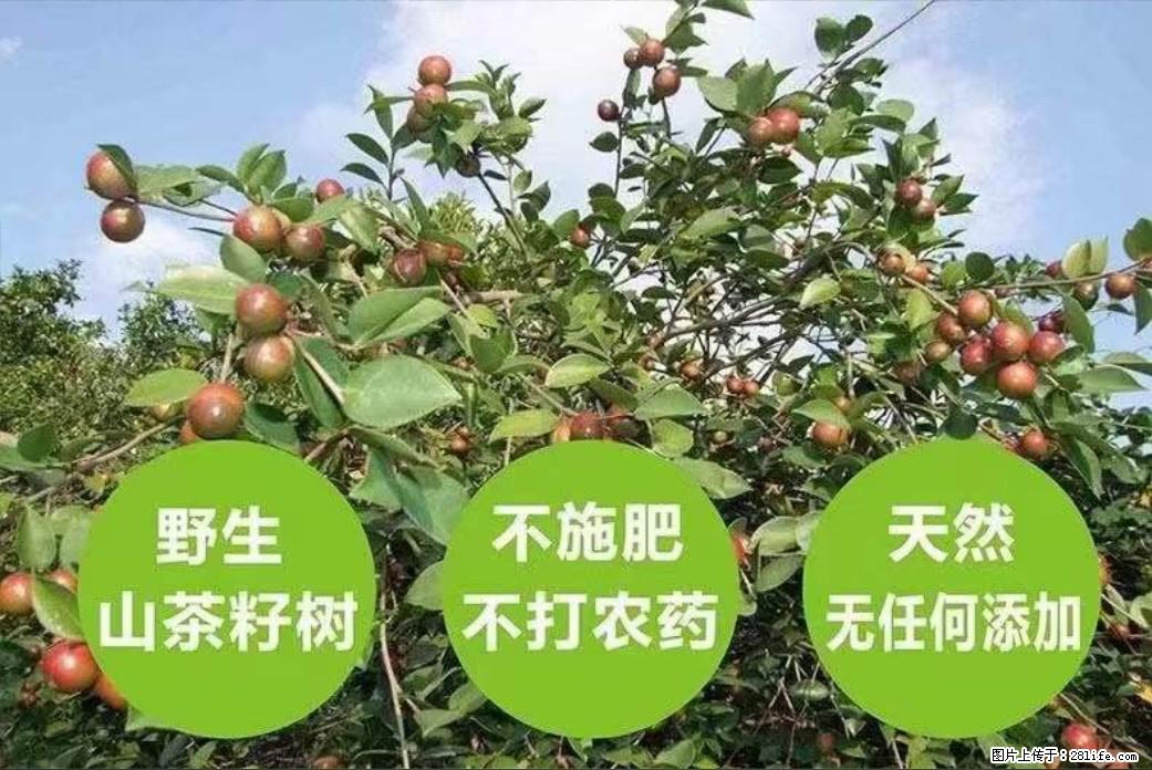 【灌阳县油茶产业示范区】一个有着充实的精神生活的人，对待身外之物自会有一种淡泊的态度 - 土特产 - 饮食特产 - 铁岭分类信息 - 铁岭28生活网 tl.28life.com