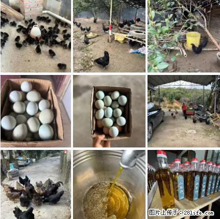 油茶园从小鸡仔开始养起的纯土鸡、土鸡蛋可以预定啦！还有前几天刚榨的纯山茶油哦 - 土特产 - 饮食特产 - 铁岭分类信息 - 铁岭28生活网 tl.28life.com