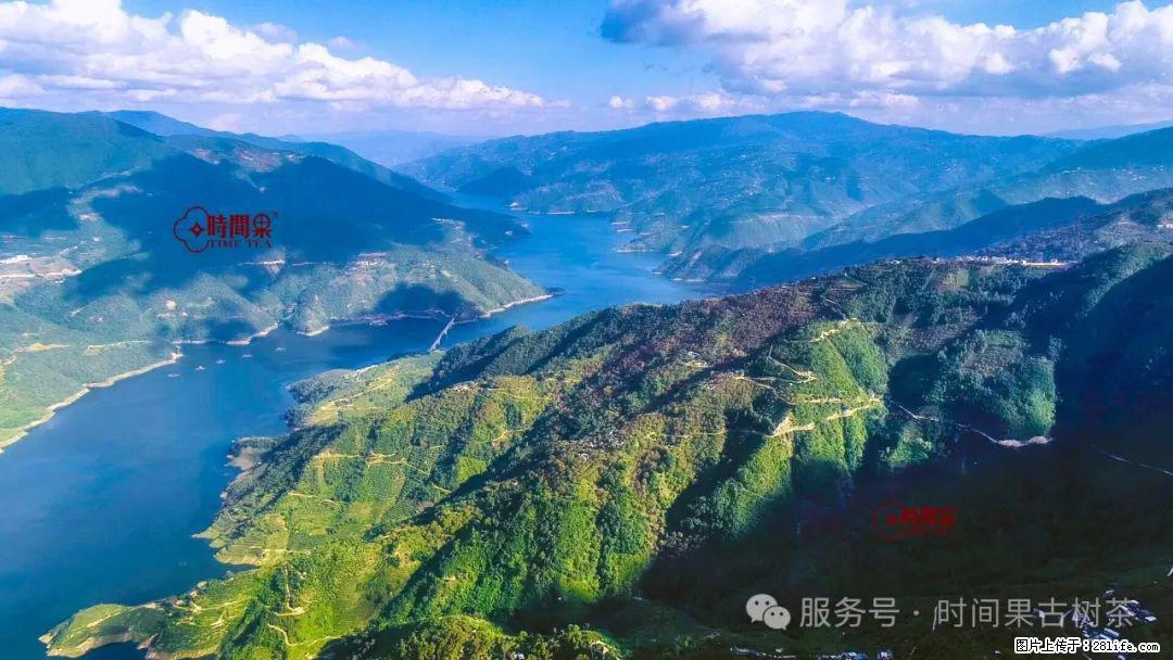 时间果百年古树龙珠普洱生茶 - 购物交流 - 铁岭生活社区 - 铁岭28生活网 tl.28life.com