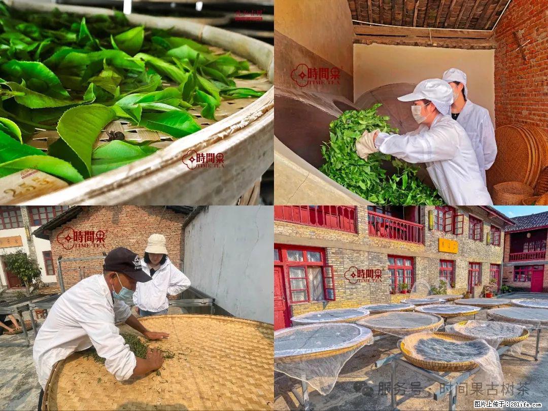时间果百年古树龙珠普洱生茶 - 购物交流 - 铁岭生活社区 - 铁岭28生活网 tl.28life.com