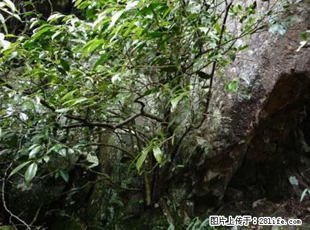 平乐石崖茶,珍贵仅次于金花茶 - 铁岭生活资讯 - 铁岭28生活网 tl.28life.com