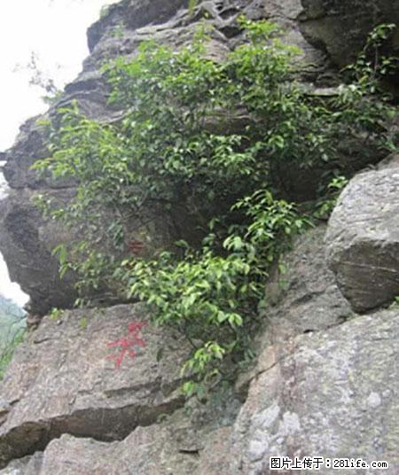 平乐石崖茶,珍贵仅次于金花茶 - 铁岭生活资讯 - 铁岭28生活网 tl.28life.com