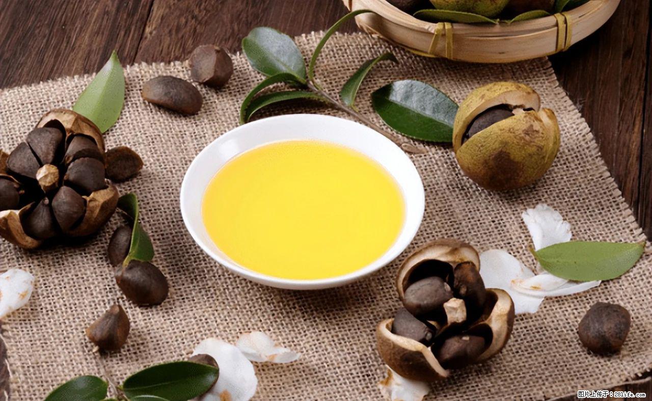 揭秘茶油的5大核心营养成分！被称为人体健康的“守护盾”！ - 铁岭生活资讯 - 铁岭28生活网 tl.28life.com