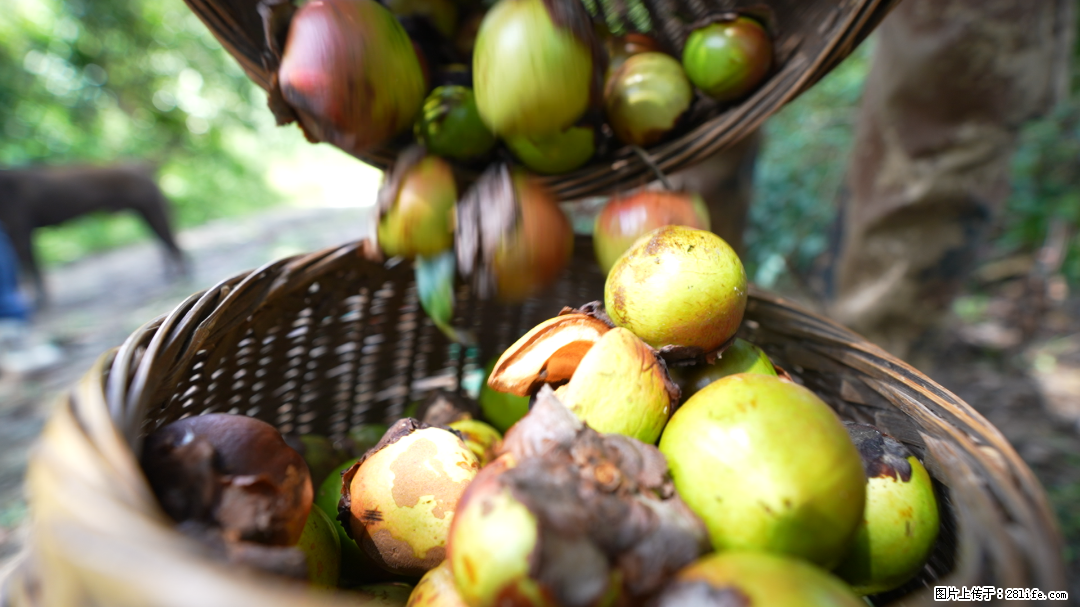 揭秘茶油的5大核心营养成分！被称为人体健康的“守护盾”！ - 铁岭生活资讯 - 铁岭28生活网 tl.28life.com