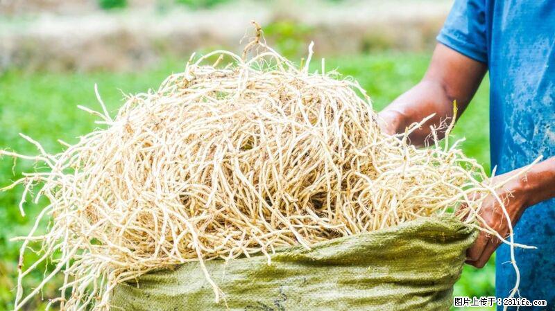 堪称“最难吃”的蔬菜,却是 “抗辐射神器”,还能护肺、清热、止咳化痰! - 铁岭生活资讯 - 铁岭28生活网 tl.28life.com