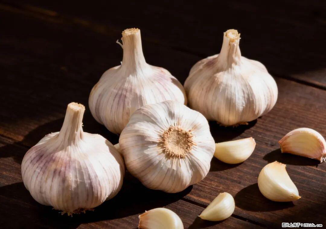 关于大蒜，除了“天然抗生素”，这4个谣言更该警惕! - 铁岭生活资讯 - 铁岭28生活网 tl.28life.com