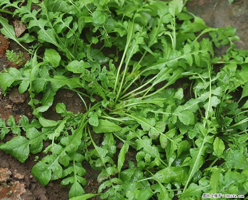 这些蔬菜是“天然钙片”，这6种被医生重点推荐 - 铁岭生活资讯 - 铁岭28生活网 tl.28life.com