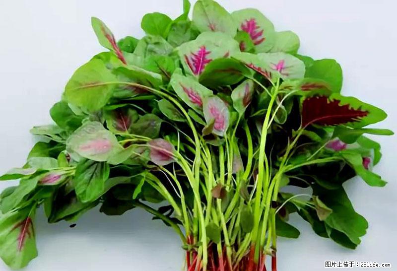 这些蔬菜是“天然钙片”，这6种被医生重点推荐 - 铁岭生活资讯 - 铁岭28生活网 tl.28life.com