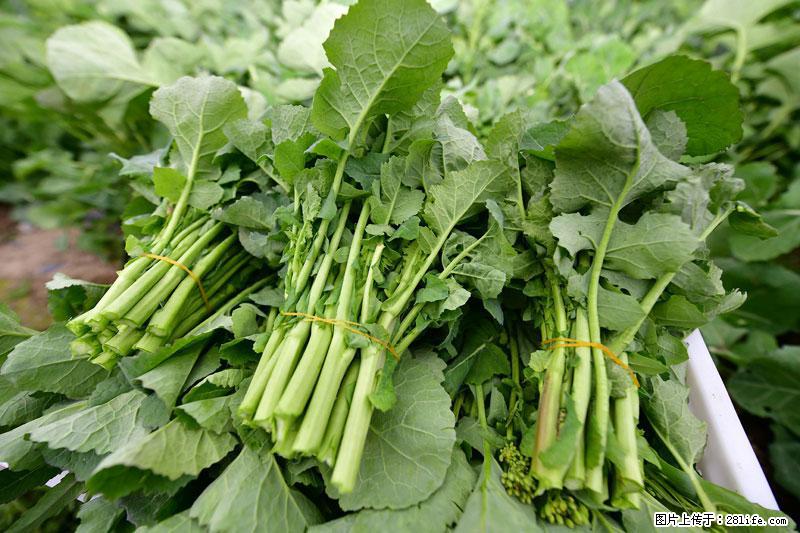 这些蔬菜是“天然钙片”，这6种被医生重点推荐 - 铁岭生活资讯 - 铁岭28生活网 tl.28life.com